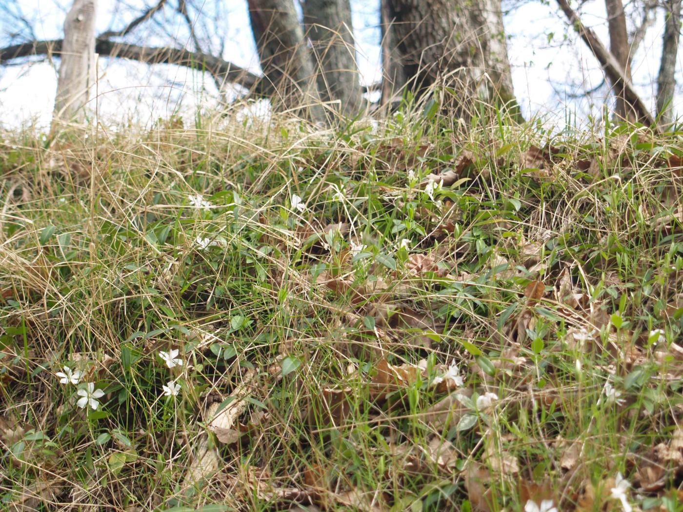 Periwinkle, Lesser plant